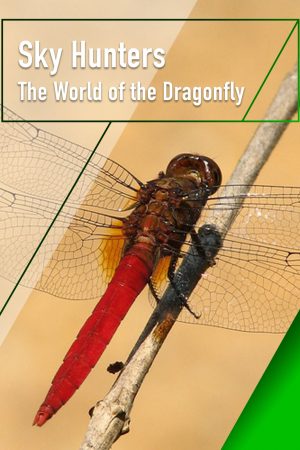 Sky Hunters - The World of Dragonfly